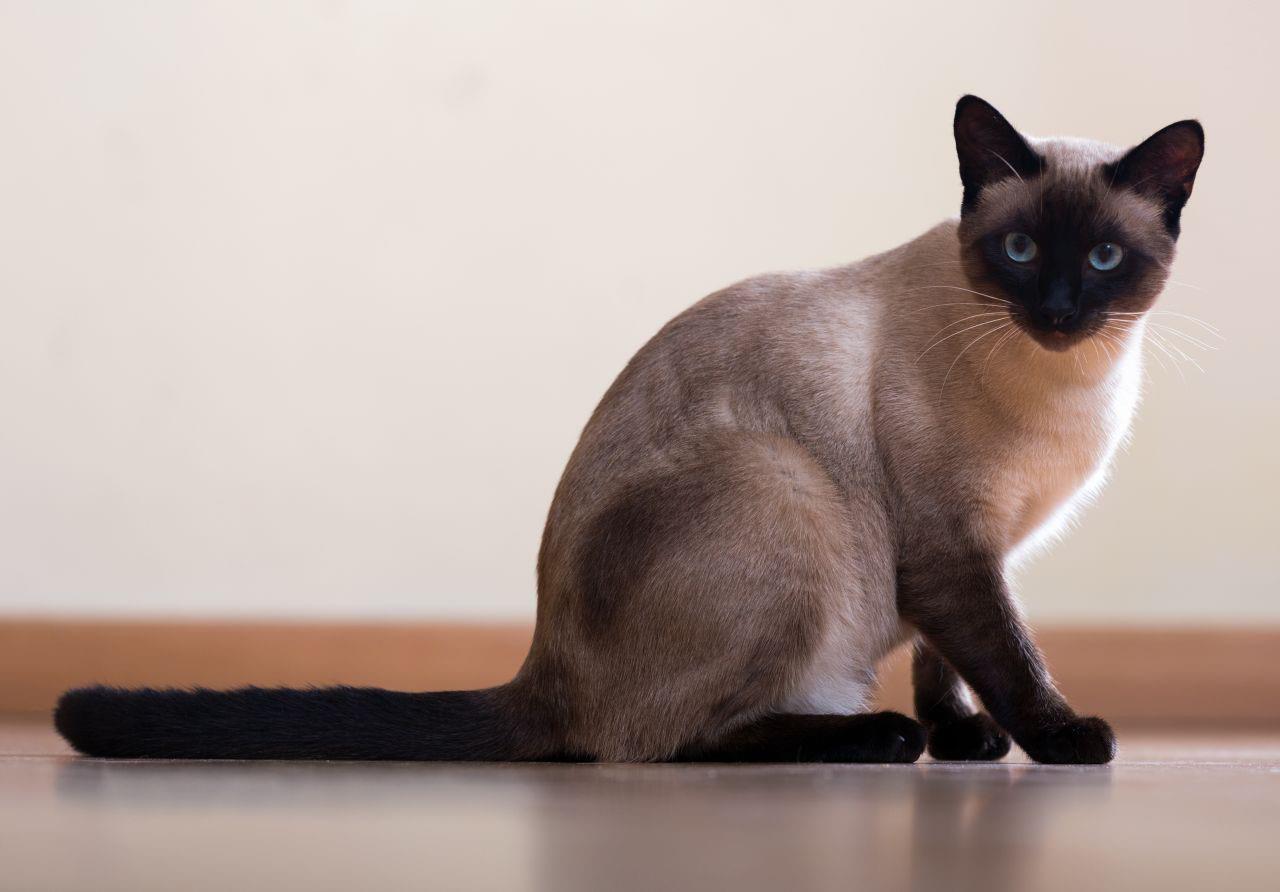 گربه نژاد سیامی (Siamese cat‭‬) | ماکی دام