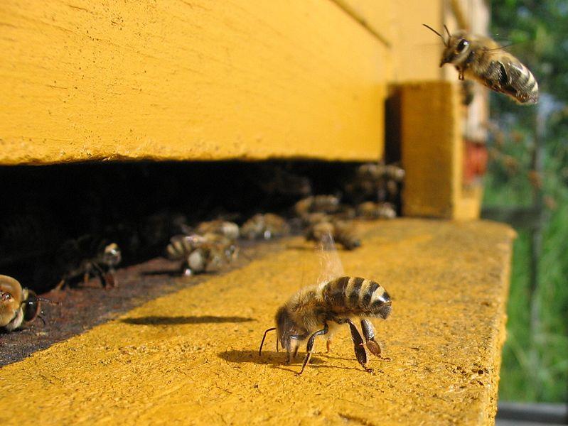 سندروم کاهش جمعیت زنبوران عسل