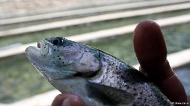 صدها تن ماهی قز‌ل‌آلای آلوده در سفره ایرانیان