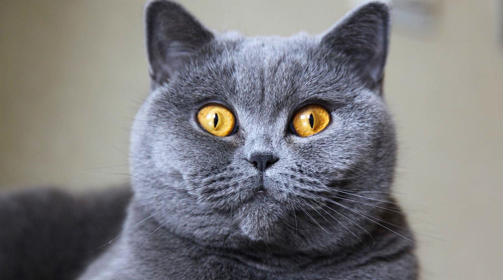 گربه موکوتاه بریتانیایی (British Shorthair) | ماکی دام