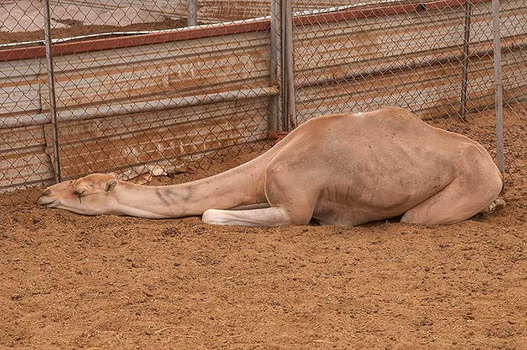 اسهال (Diarrhea) در شتر