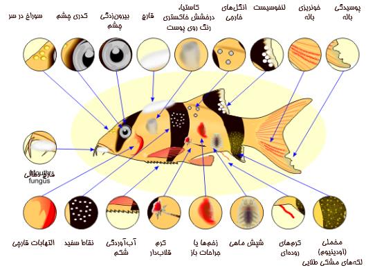 بیماری ماهیان آکواریومی