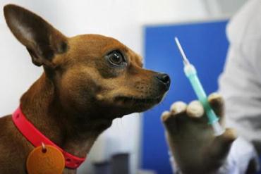 واکسیناسیون در سگ ها