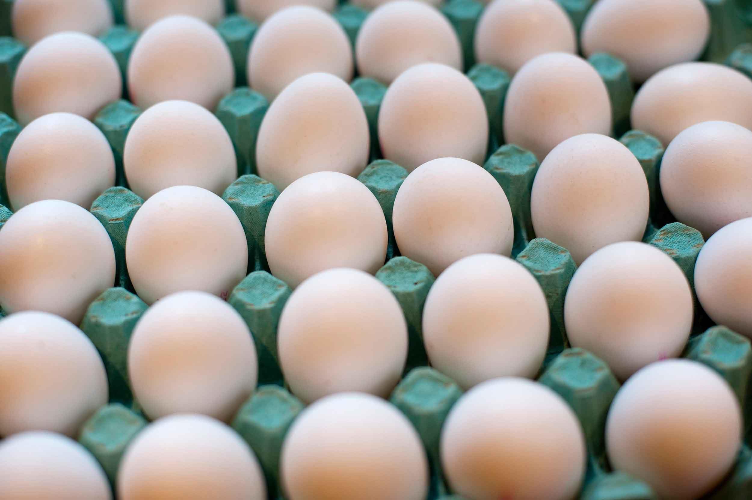 واردات تخم مرغ ترکیه به کشور