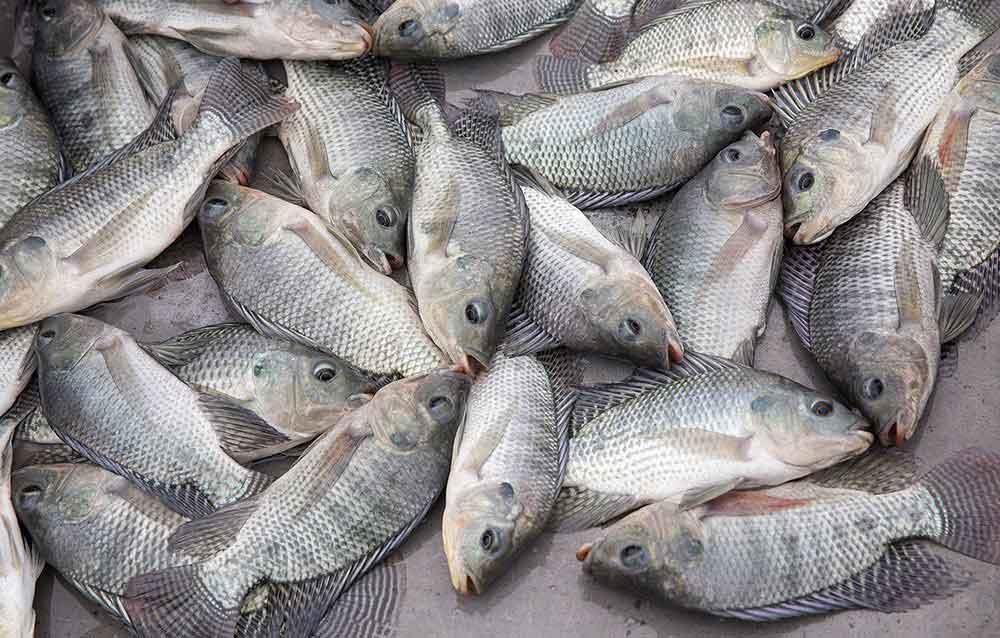 تیلاپیا بازار ماهی را قبضه کرد