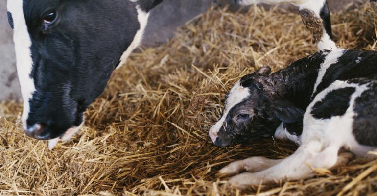 دوره خشکی و close up در گاو شیری باردار