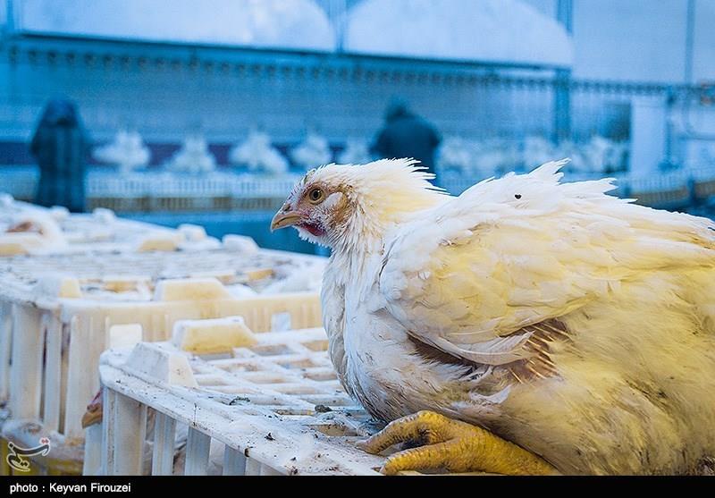 مهار بیماری آنفلوانزای مرغی در ۸ استان کشور