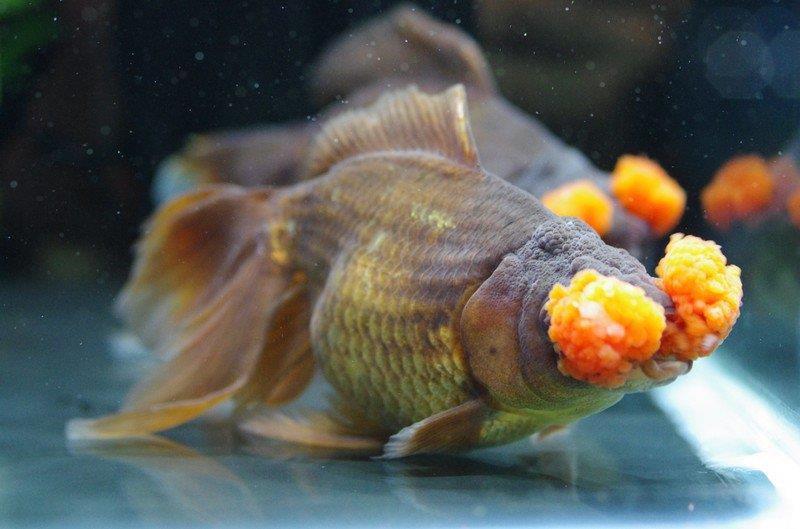 گلدفیش گل کوبکی یا منگوله ای (Pompom goldfish)