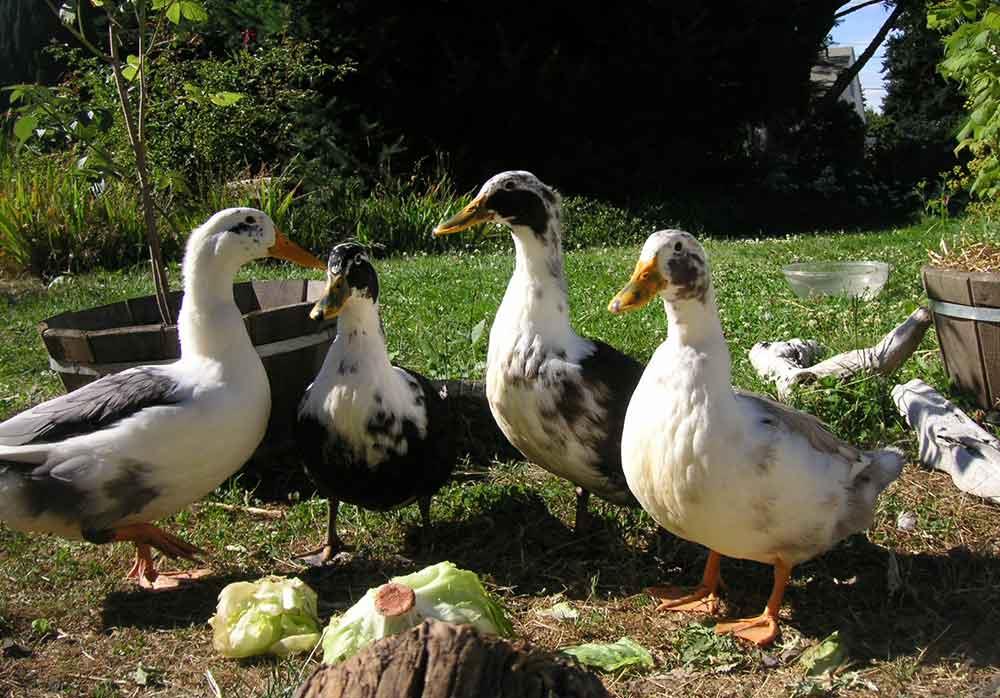 نگاهی مختصر به پرورش اردک
