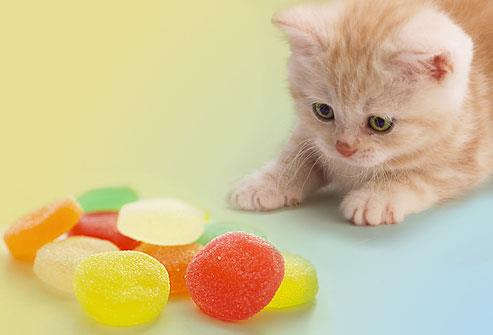 گربه‌ها مزه شیرینی را حس نمی‌کنند