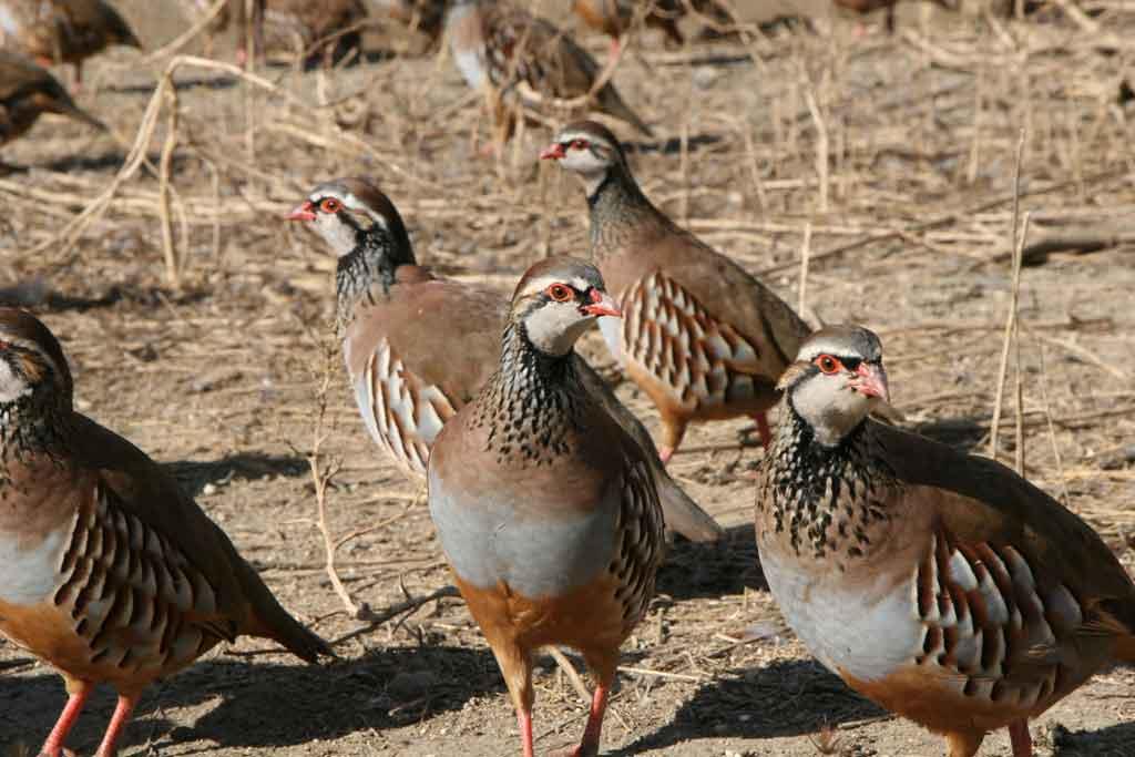 پرورش کبک در یک نگاه