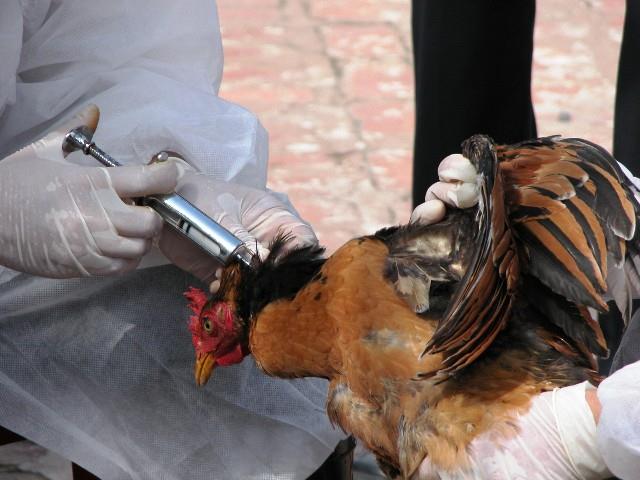 گروه‌های حساس جامعه در خطر آنفلوانزای پرندگان