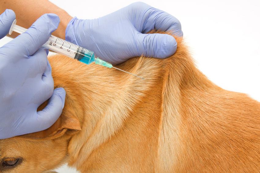 برنامه واکسیناسیون در سگ ها