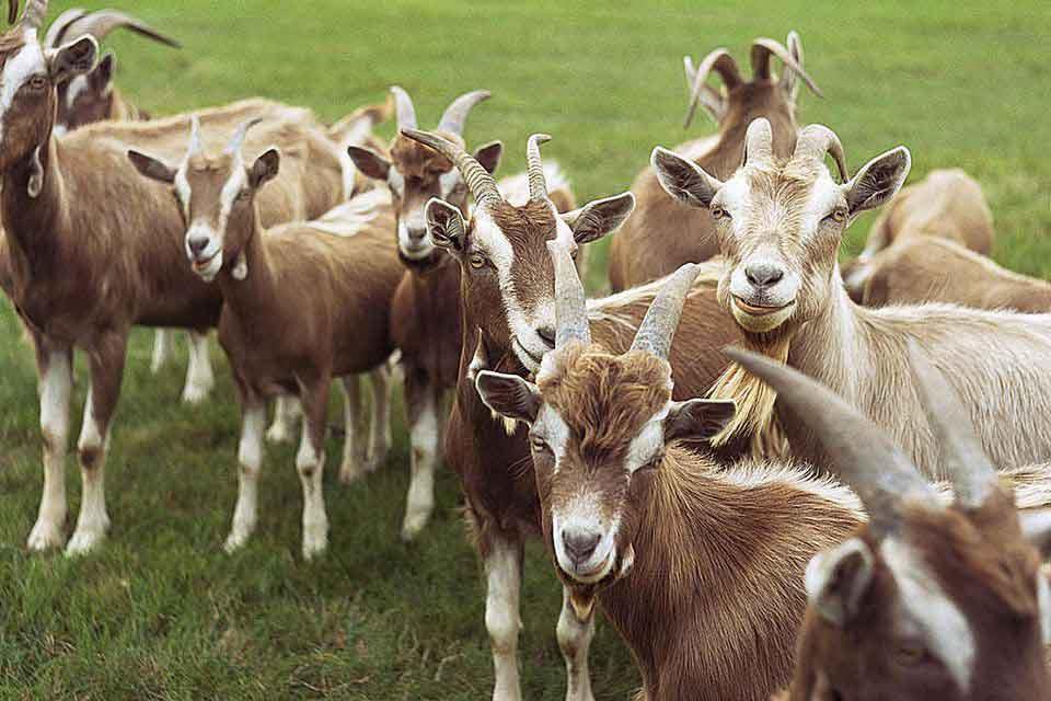 راه اندازی گله بز شیری