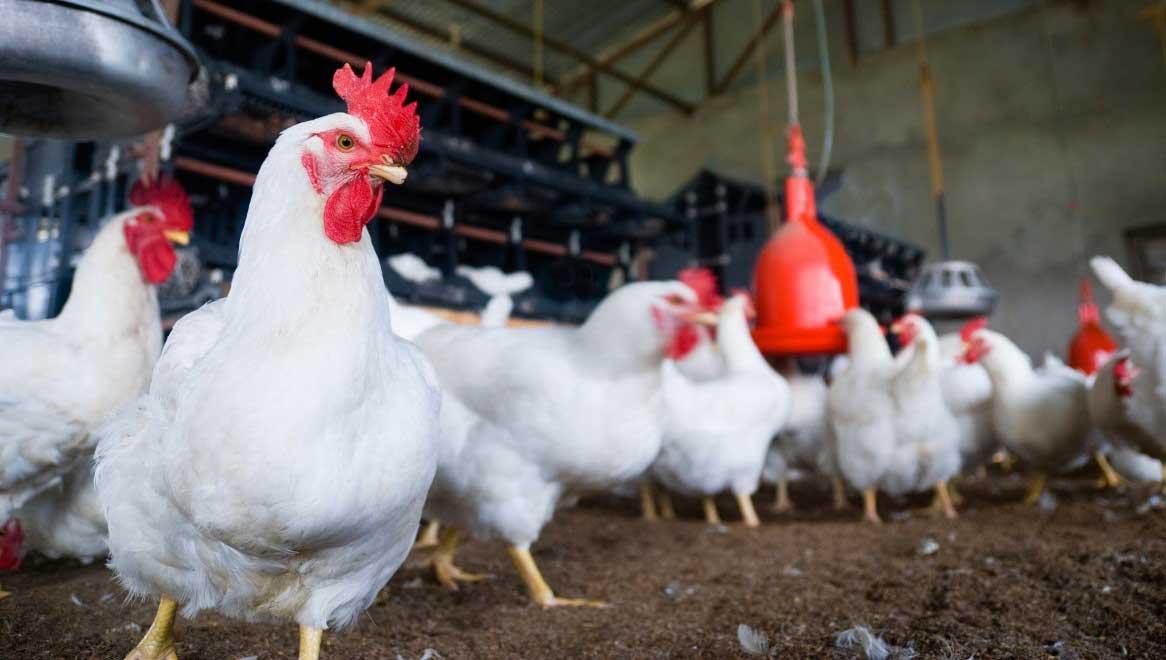 کیفیت هوا و تهویه در سالن های پرورش مرغ گوشتی