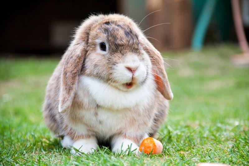 کاهش کلسیم خون در خرگوش