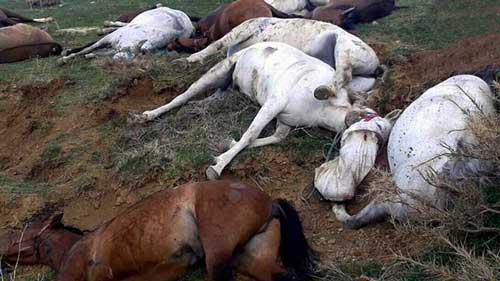 قتل عام اسب‌های کولبران!