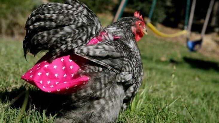 پوشک مرغ، به تجارتی پرسود در آمریکا تبدیل شد