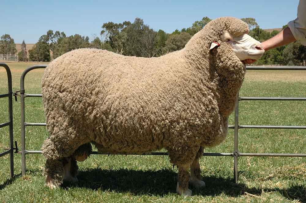 گوسفند نژاد مرینوس