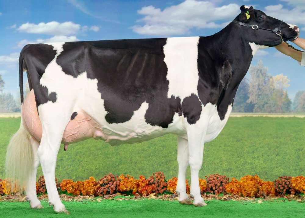 گاو نژاد هلشتاین (holstein) 