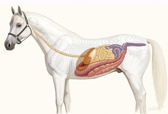 التهاب حاد کولون در اسب