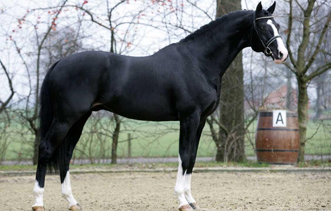 اسب نژاد الدنبورگ