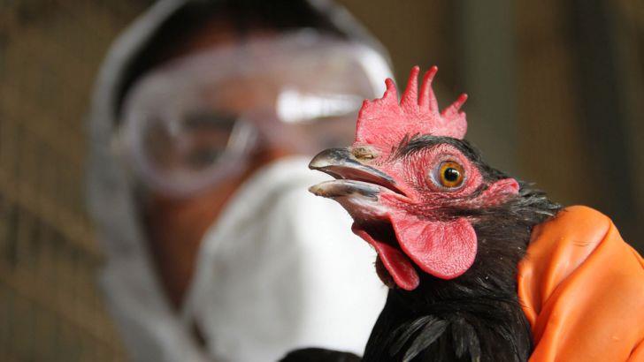 مقابله با انفولانزای مرغی