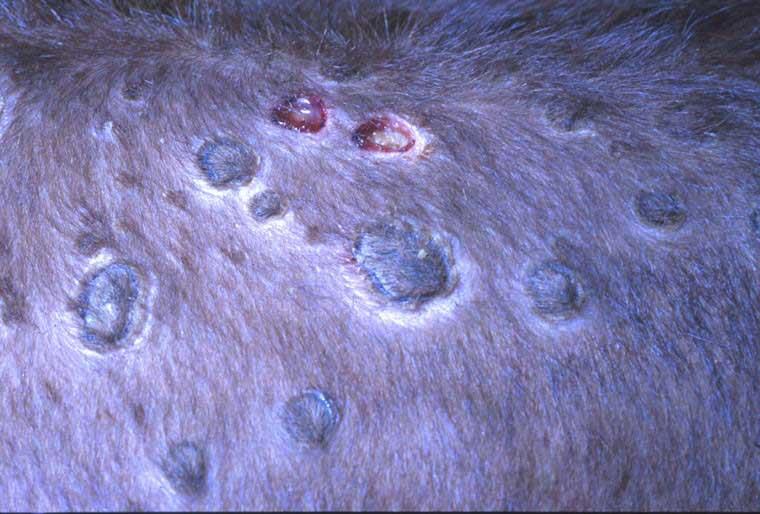 نشانه‌های بیماری لمپی اسکین در گاو