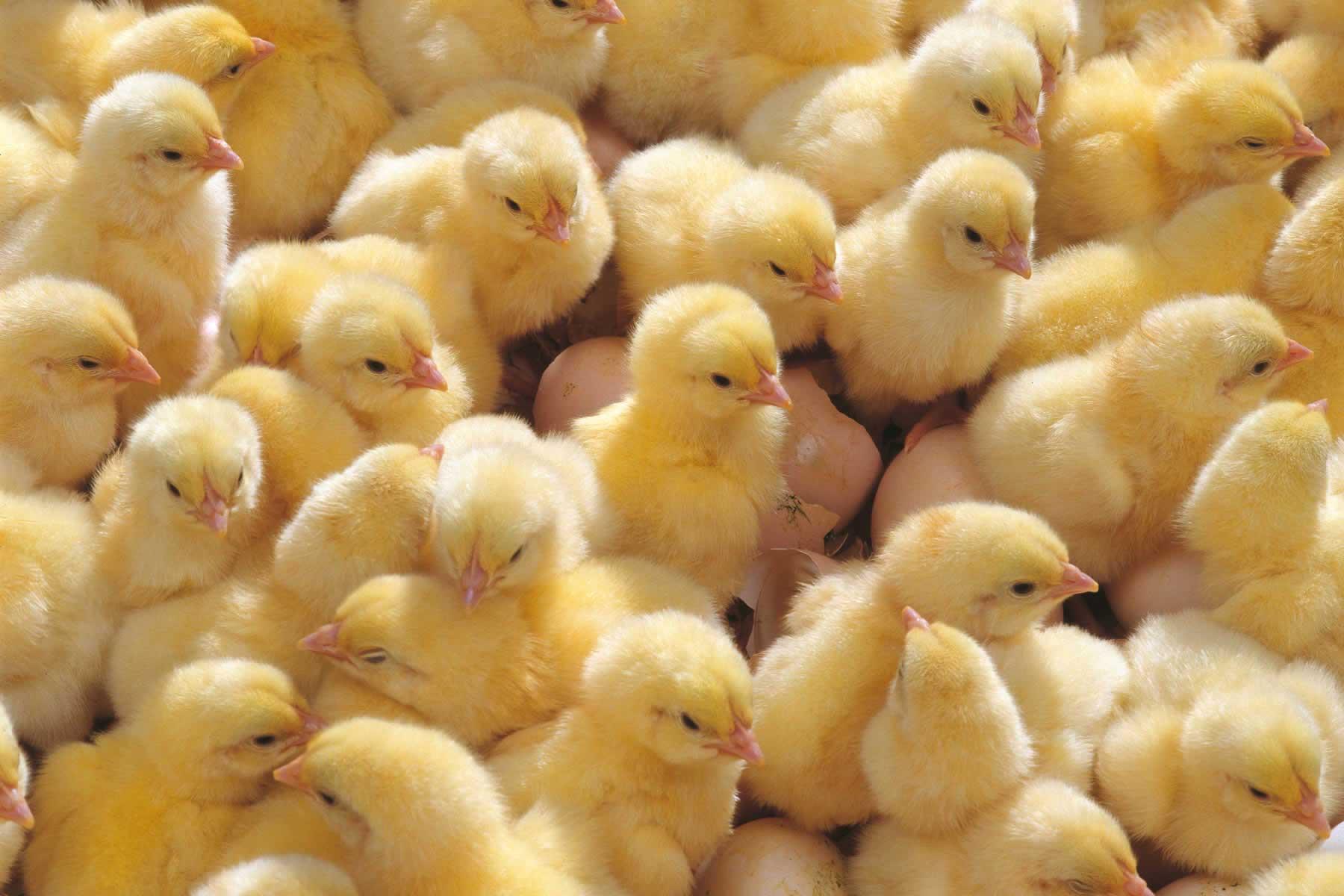 ایمنی مادرزادی: تأثیر در عملکرد مرغ گوشتی