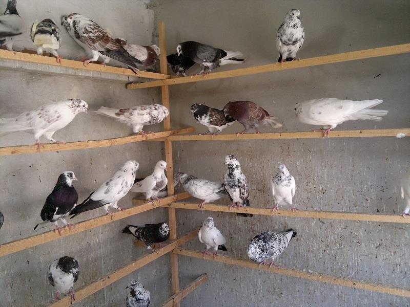 معرفی چند گونه کبوتر در ایران