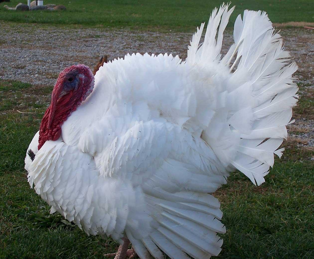 بوقلمون هلندی سفید (White Holand turkey)