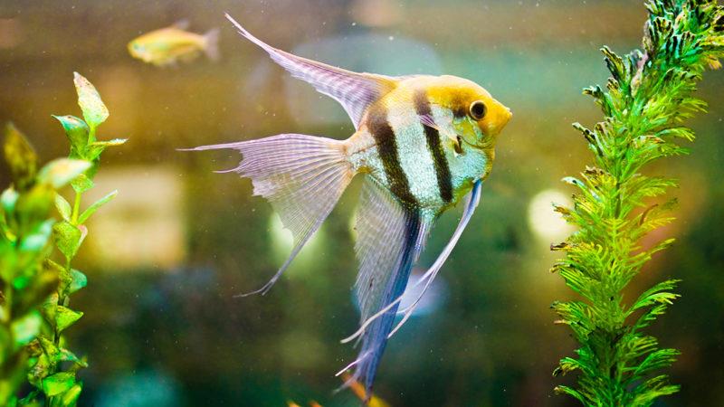 آشنایی با ماهی انجل (Angelfish) | ماکی دام