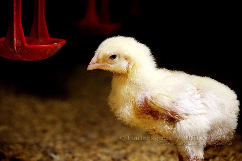 دستیابی به بالاترین سطح توان تولید مرغ‌های گوشتی