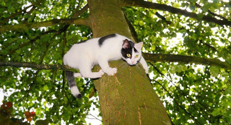نجات گربه‌ی گیر افتاده روی درخت