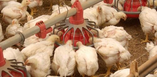 تولید تخم‌مرغ و گوشت مرغ باکیفیت، بدون مصرف آنتی‌بیوتیک