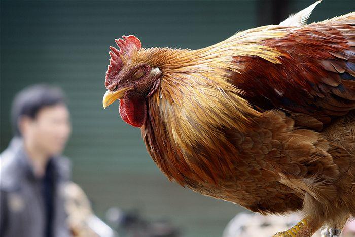 از مرغ هایتان در برابر آنفلانزای طیور محافظت کنید
