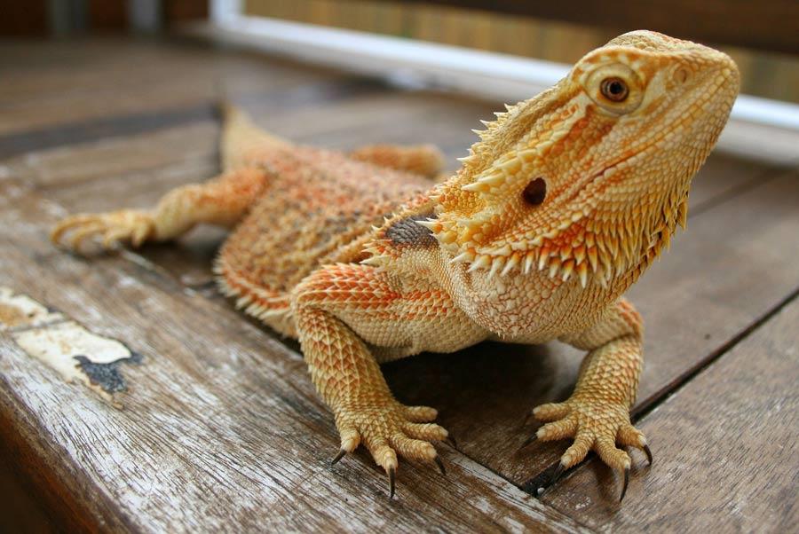 اژدهای ریش دار (Bearded Dragon)