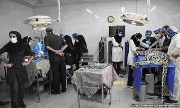 جراحی پلنگ ایرانی