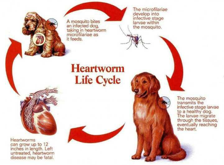 بیماری کرم قلب در سگ