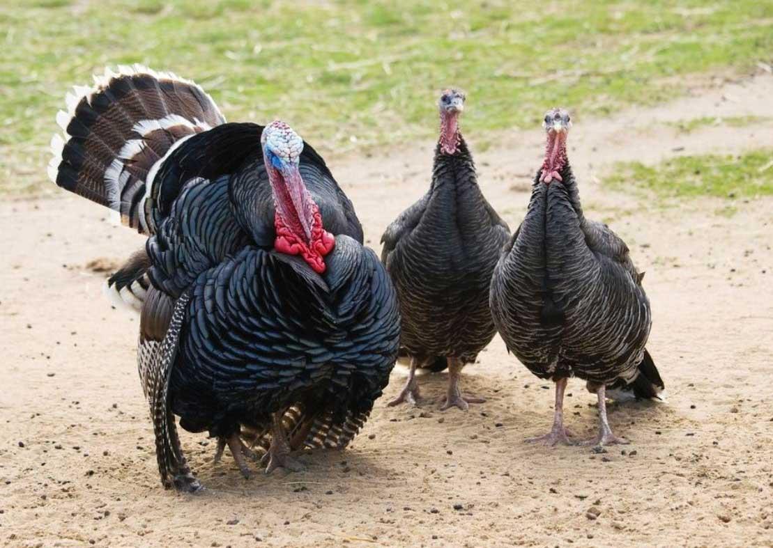 معرفی نژاد بوقلمون برنز (Bronze turkey)