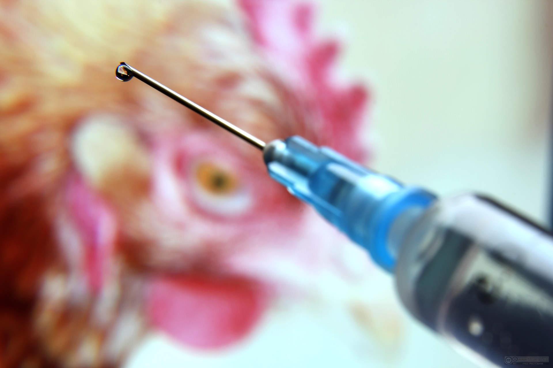 مصرف بی رویه آنتی بیوتیک ها در مرغداری ها