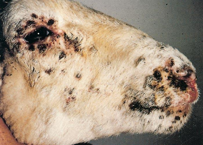 بیماری آبله در گوسفند و بز (Pox) 