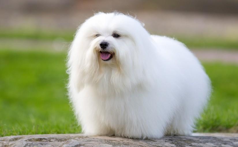 سگ نژاد کوتون دو تولیر (Coton de Tulear)