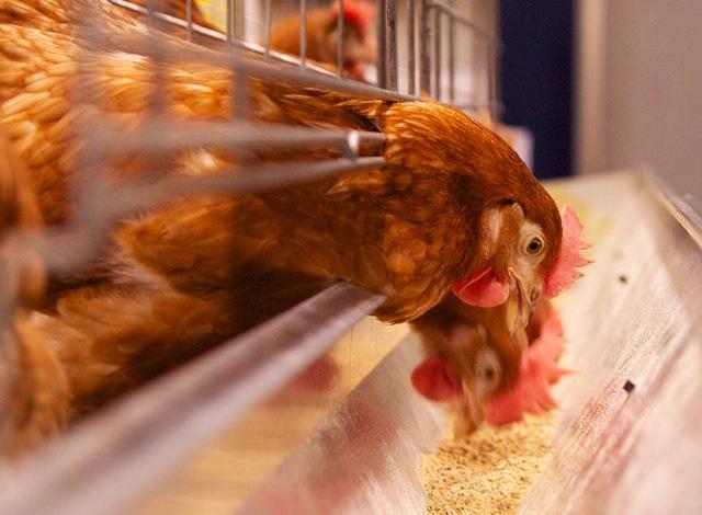 افزایش ظرفیت تحمل تغییرات جیره در مرغ‌ها