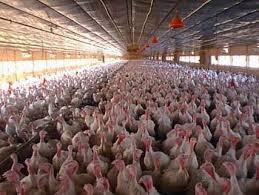 مرغ گوشتی بدون مصرف آنتی بیوتیک در طول دوره پرورش