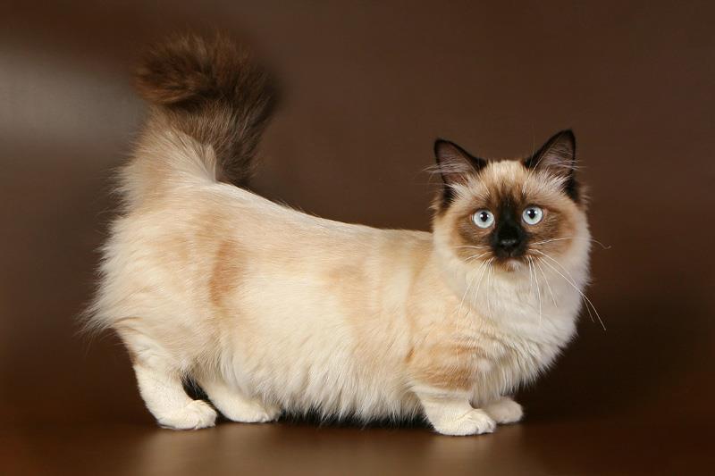 گربه نژاد مانچکین (Munchkin cat)