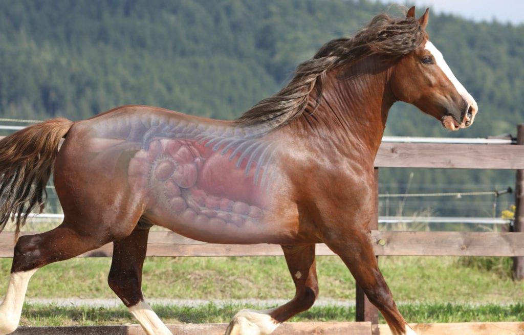 بیماری‌های گوارشی در اسب