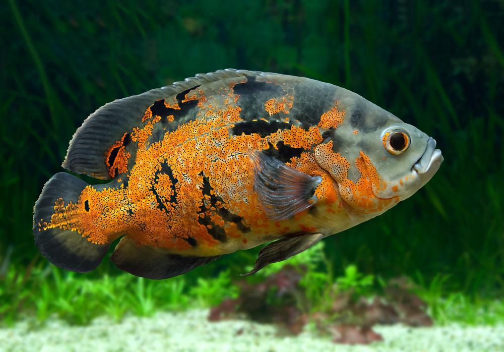ماهی اسکار تایگر (Tiger Oscar)