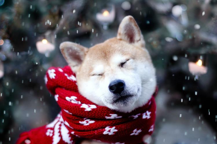 سگ ها تا چه حد سرما را تحمل می کنند؟