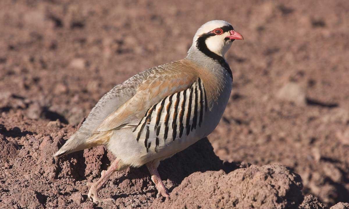 پرورش کبک چوکار (Chukar Partridge)